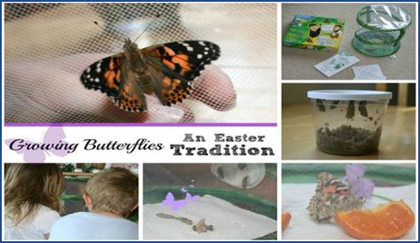 Growing Butterflies | Celebrating Holidays